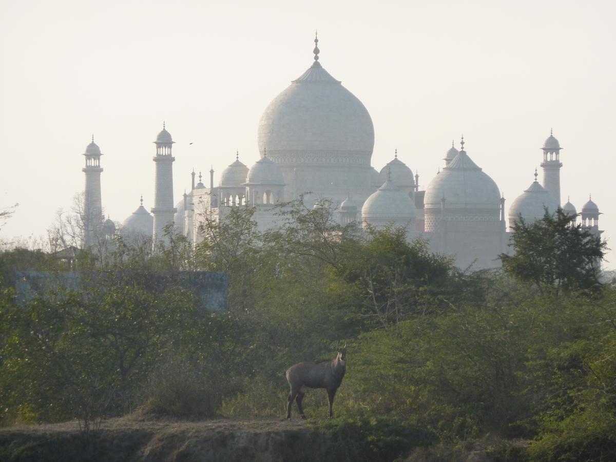 The Coral Tree Boutique Homestay Agra  Eksteriør bilde